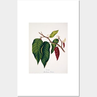 Chocolate cocoa plant (C012/2094) Posters and Art